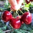 Cherry (anh đào) nhập khẩu tươi ngon, an toàn